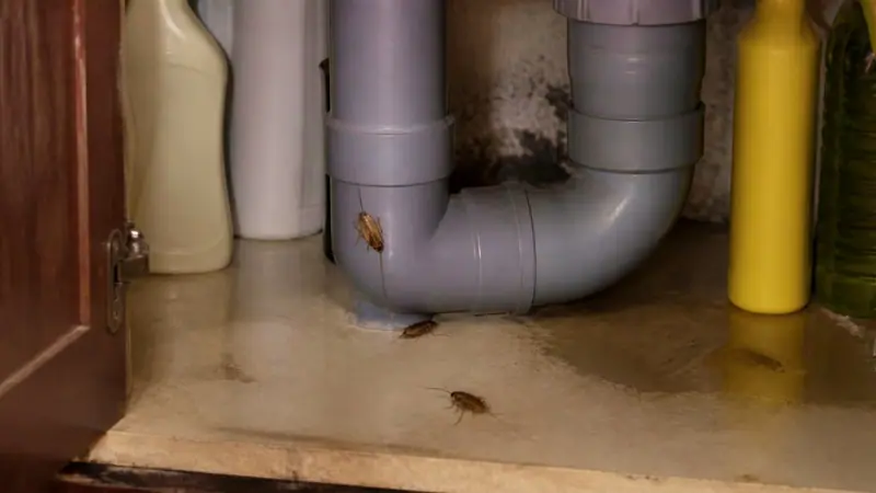 Shield Agro technician carrying out cockroach control