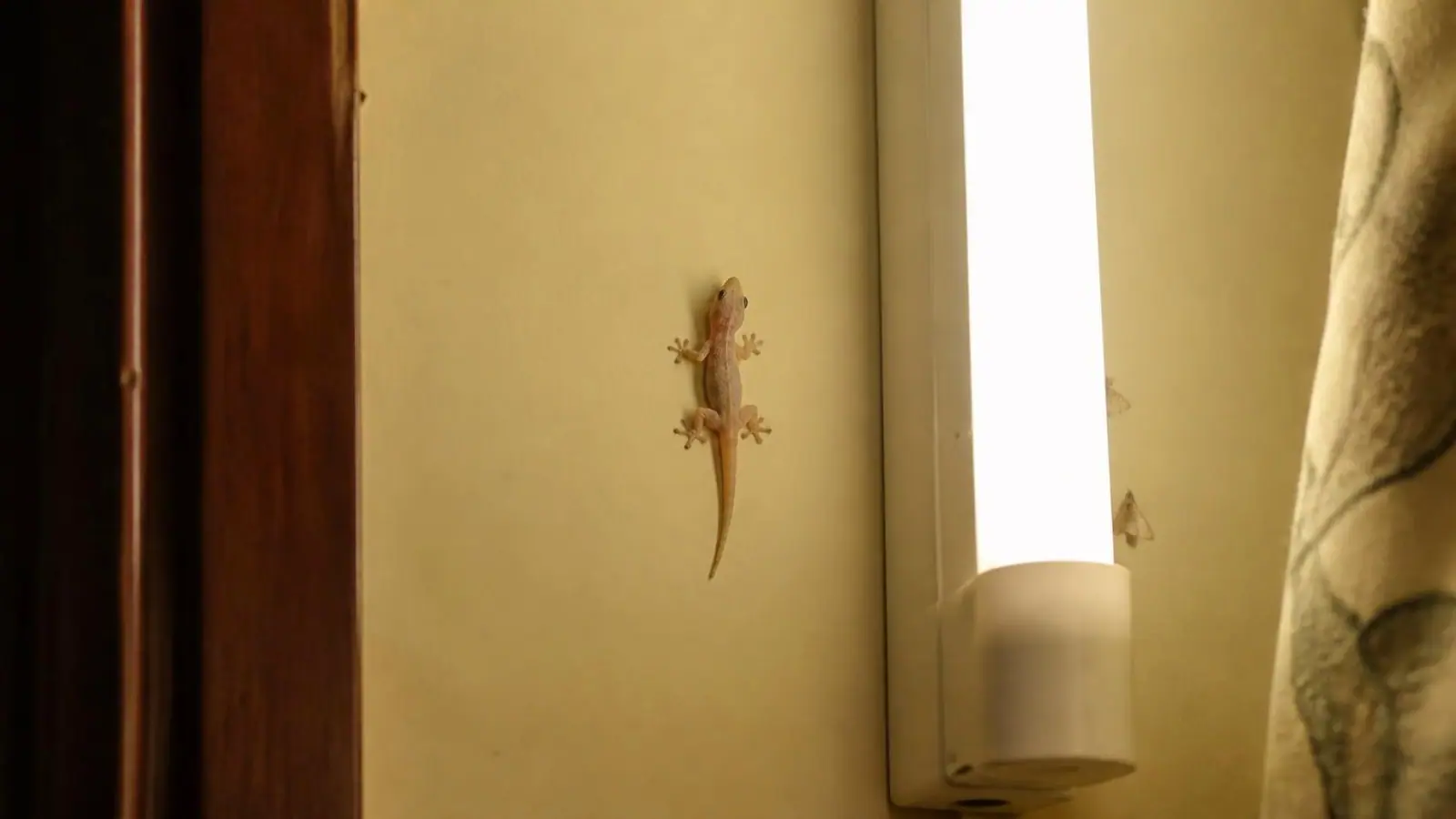 Shield Agro technician carrying out lizard (chipkali) control