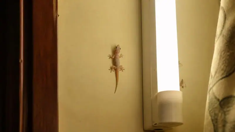 Shield Agro technician carrying out lizard (chipkali) control