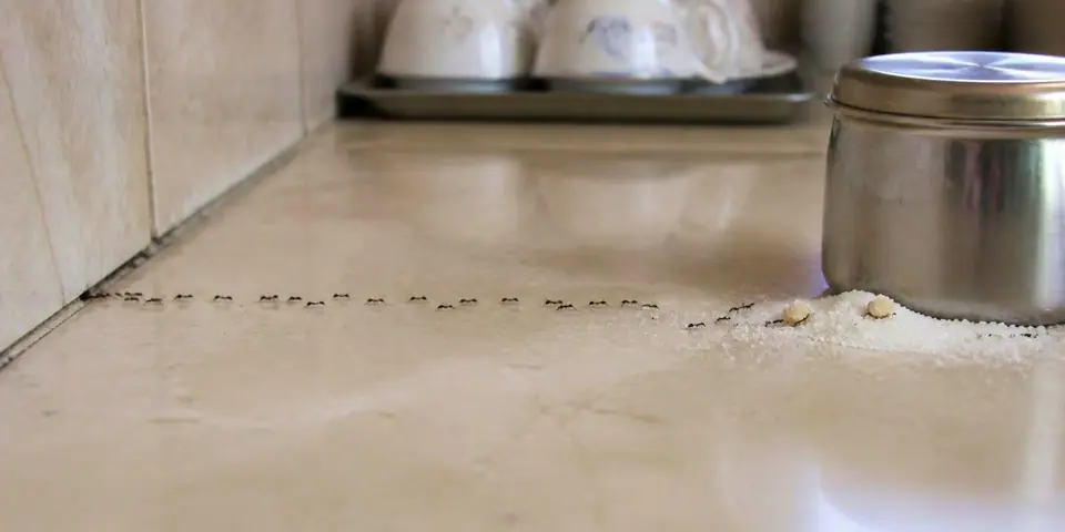 Ant Control — Shield Agro