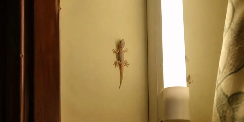 Lizard (Chipkali) Control — Shield Agro
