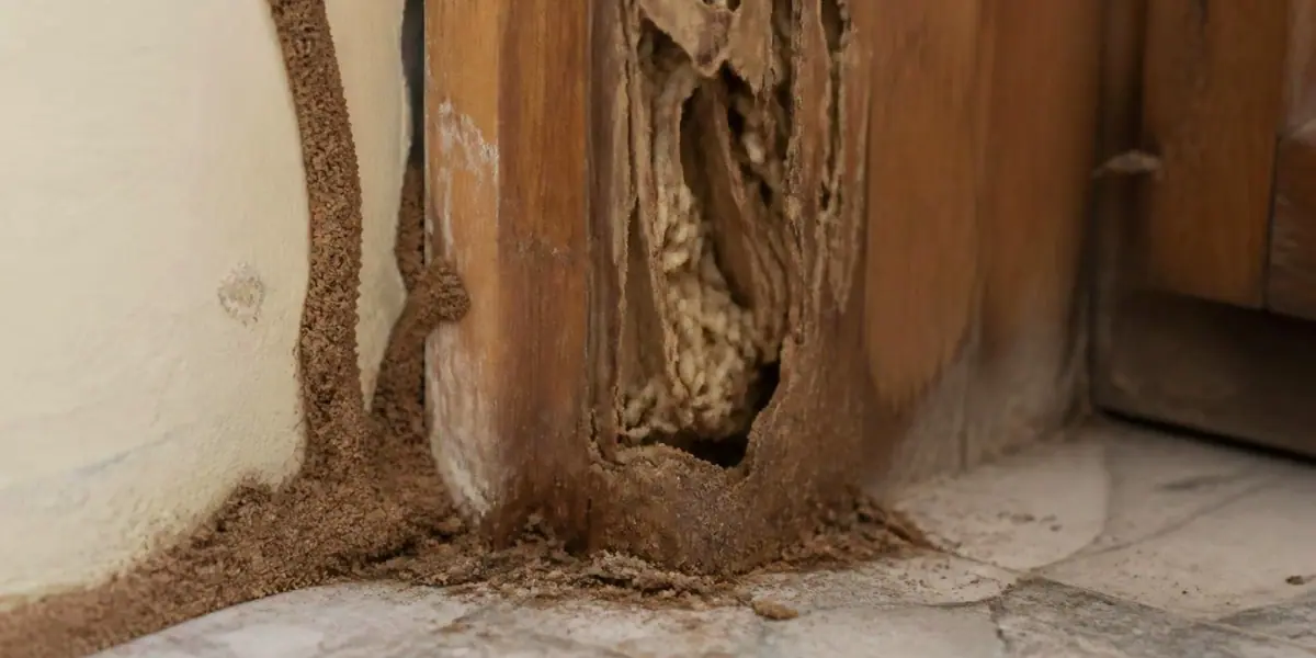 Termite (Deemak) Treatment — Shield Agro